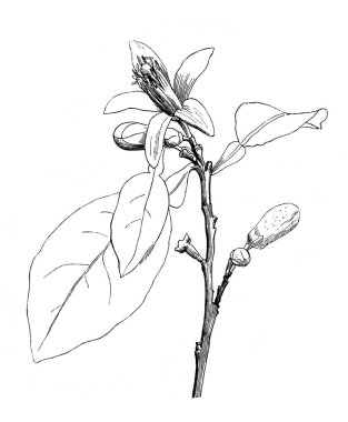 Portakal ağacı. Çiçek dalı. Atlas Botanique, 1846, Paris 'in eski kitabı.