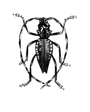 Erichson 'ın eski kitabı D' Histoire Naturelle 'deki uzun antenli böcek, 1847, Pari