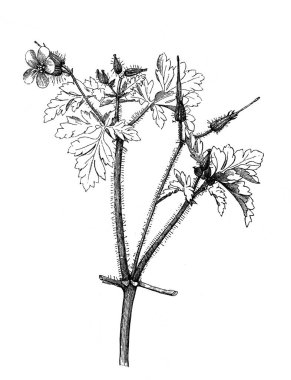 Sardunya-Robert. Çiçek. Atlas Botanique, 1846, Paris 'in eski kitabı.