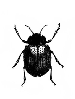 Erichson 'ın eski kitabı D' Histoire Naturelle 'deki küçük böcek, 1847, Paris