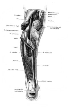 Sol arka kaval kemiği. Fischer 'ın eski kitabı Atlas der Anatomie' nin derin katmanı, 1894, Jena