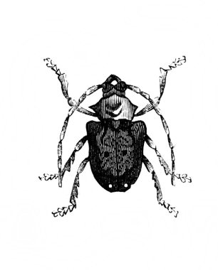 Erichson 'ın eski kitabı D' Histoire Naturelle 'deki uzun antenli böcek, 1847, Pari