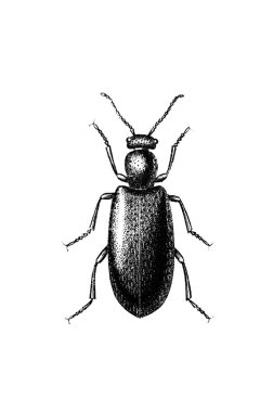 Erichson 'ın eski kitabı D' Histoire Naturelle 'de uzun bacakları ve antenleri olan büyük bir böcek, 1847, Pari