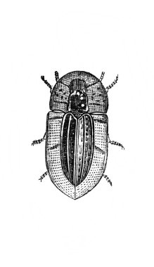 Erichson 'ın eski kitabı D' Histoire Naturelle 'de kısa bacaklı büyük böcek, 1847, Paris
