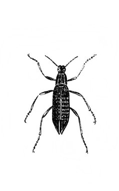 Erichson 'ın eski kitabı D' Histoire Naturelle 'deki uzun bacaklı uzun böcek, 1847, Paris