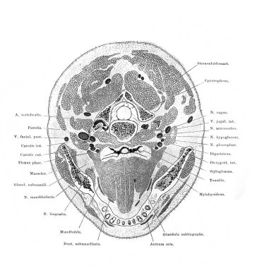 Fischer 'ın eski kitabı Atlas der Anatomie' de farklı bölgelerle yatay kafa kesimi, 1894, Jena