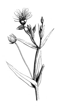 Oylar Yıldız 'a. Atlas Botanique, 1846, Paris 'in eski kitabı.