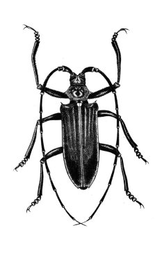 Erichson 'ın eski kitabı D' Histoire Naturelle 'deki uzun antenli böcek, 1847, Pari