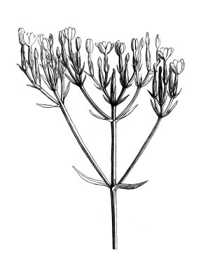 Eritre Centaury 'si. Atlas Botanique, 1846, Paris 'in eski kitabı.
