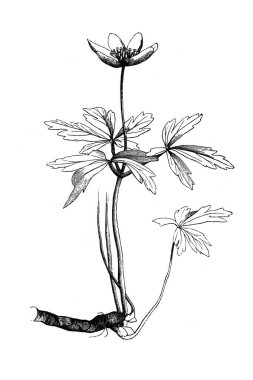 Anemone Sylvia. Fincana benzeyen uzak bir çiçek. Atlas Botanique, 1846, Paris 'in eski kitabı.