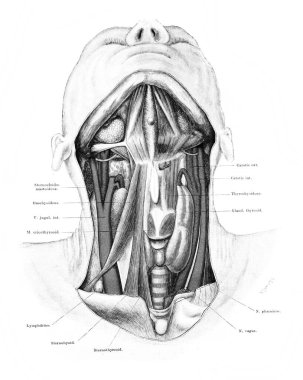 Atlas der Anatomie 'nin eski kitabında atardamarları ve damarları olan boyun Fischer, 1894, Jena
