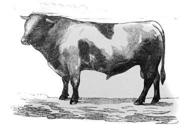 1890 'da Alexandrowiecz, Warsawa' dan Freiburg boğası Encyklopedya Rolnicza