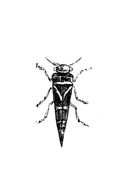 A small beetle with a pointed butt in the old book D'Histoire Naturelle by Erichson, 1847, Paris