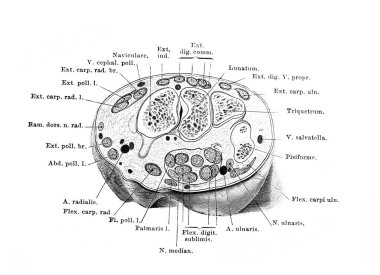 Fischer 'ın eski kitabı Atlas der Anatomie' nin 1894 tarihli bilek kesiti, Jena