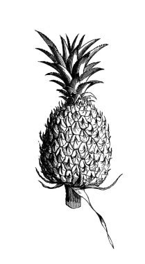 Ananas. Atlas Botanique, 1846, Paris 'in eski kitabı.