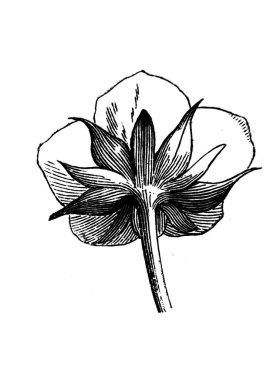 Çilek ağacı. Çiçek. Atlas Botanique, 1846, Paris 'in eski kitabı.