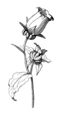 Zil sesi. Atlas Botanique, 1846, Paris 'in eski kitabı.