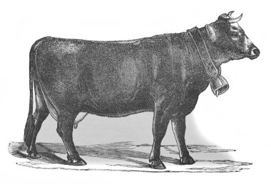 Montafun ineği, Alexandrowiecz, 1890, Warsawa 'dan Encyklopedya Rolnicza adlı eski kitapta