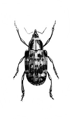 Erichson 'ın eski kitabı D' Histoire Naturelle 'deki büyük böcek, 1847, Pari