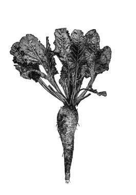 Şeker pancarı, genellikle Alexandrowiecz, 1890, Warsawa 'nın eski kitabı Encyklopedya Rolnicza' dan düz yapraklarla.