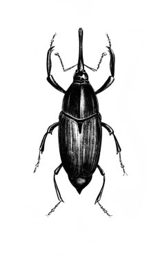 Erichson 'ın eski kitabı D' Histoire Naturelle 'de uzun bacakları ve antenleri olan büyük bir böcek, 1847, Pari
