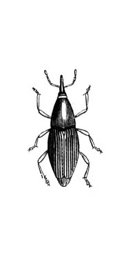 Erichson 'ın eski kitabı D' Histoire Naturelle 'deki küçük böcek, 1847, Pari