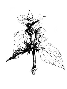 Beyaz yatak. Atlas Botanique, 1846, Paris 'in eski kitabı.