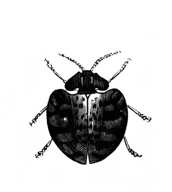 Erichson 'ın eski kitabı D' Histoire Naturelle 'deki büyük böcek, 1847, Paris