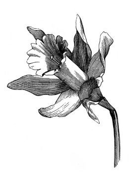Narcissus Sahte Narcissus, çiçek. Atlas Botanique, 1846, Paris 'in eski kitabı.