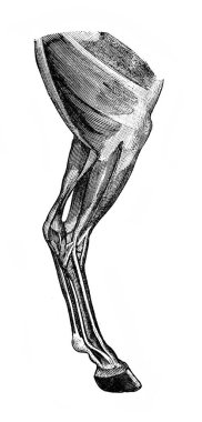 1890 'da Alexandrowiecz' in Ansiklopedya Rolnicza adlı kitabında bir atın sağ arka kolunun kasları, Warsawa