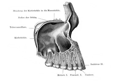 Fischer 'ın eski kitabı Atlas der Anatomie' de Dişçilik, 1894, Jena