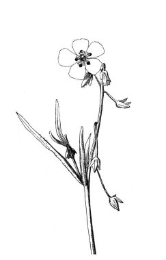 Çiçek. Bitki. Atlas Botanique, 1846, Paris 'in eski kitabı.