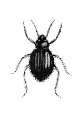 Erichson 'ın eski kitabı D' Histoire Naturelle 'deki kıllı bacaklı büyük böcek, 1847, Paris