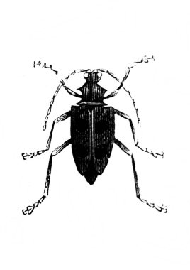 Erichson 'ın eski kitabı D' Histoire Naturelle 'deki küçük böcek, 1847, Pari