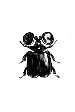 Erichson 'ın eski kitabı D' Histoire Naturelle 'deki büyük böcek, 1847, Pari