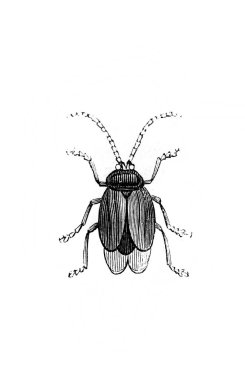 Erichson 'ın eski kitabı D' Histoire Naturelle 'deki küçük böcek, 1847, Pari