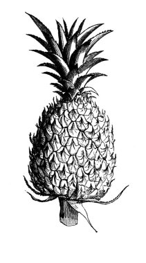 Ananas. Atlas Botanique, 1846, Paris 'in eski kitabı.