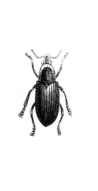 Erichson 'ın eski kitabı D' Histoire Naturelle 'deki küçük böcek, 1847, Pari