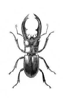 Erichson 'ın eski kitabı D' Histoire Naturelle 'deki büyük pençeli böcek, 1847, Paris