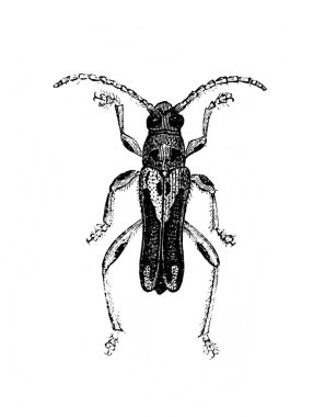 Erichson 'ın eski kitabı D' Histoire Naturelle 'deki uzun antenli böcek, 1847, Pari