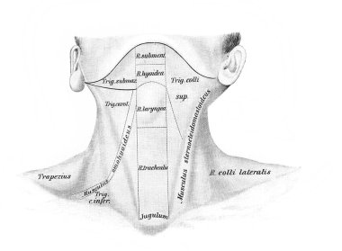 Fischer 'ın eski kitabı Atlas der Anatomie' nin farklı bölümleri, 1894, Jena