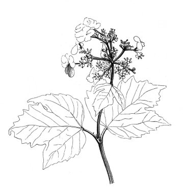 Viorne Obje. Atlas Botanique, 1846, Paris 'in eski kitabı.