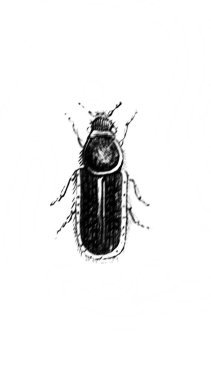 Erichson 'ın eski kitabı D' Histoire Naturelle 'deki küçük böcek, 1847, Pari