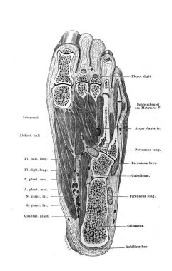 Fischer 'ın eski kitabı Atlas der Anatomie' nin ayak bölümü, 1894, Jena
