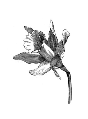 Narsist delirmiş. Çiçek. Atlas Botanique, 1846, Paris 'in eski kitabı.