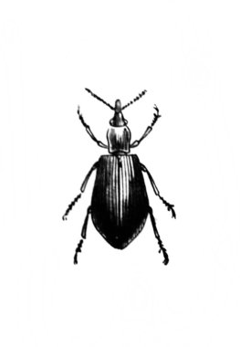 Erichson 'ın eski kitabı D' Histoire Naturelle 'deki büyük böcek, 1847, Pari