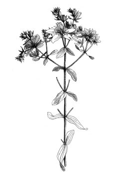 St. John otu. Çiçek sapı. Atlas Botanique, 1846, Paris 'in eski kitabı.