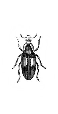 Erichson 'ın eski kitabı D' Histoire Naturelle 'deki küçük böcek, 1847, Pari