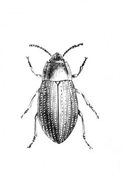 Erichson 'ın eski kitabı D' Histoire Naturelle 'deki uzun böcek, 1847, Paris.