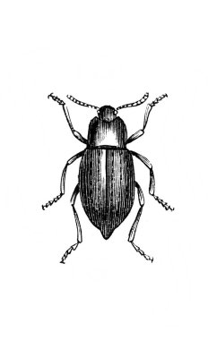 Erichson 'ın eski kitabı D' Histoire Naturelle 'de bacakları olan küçük böcek, 1847, Paris